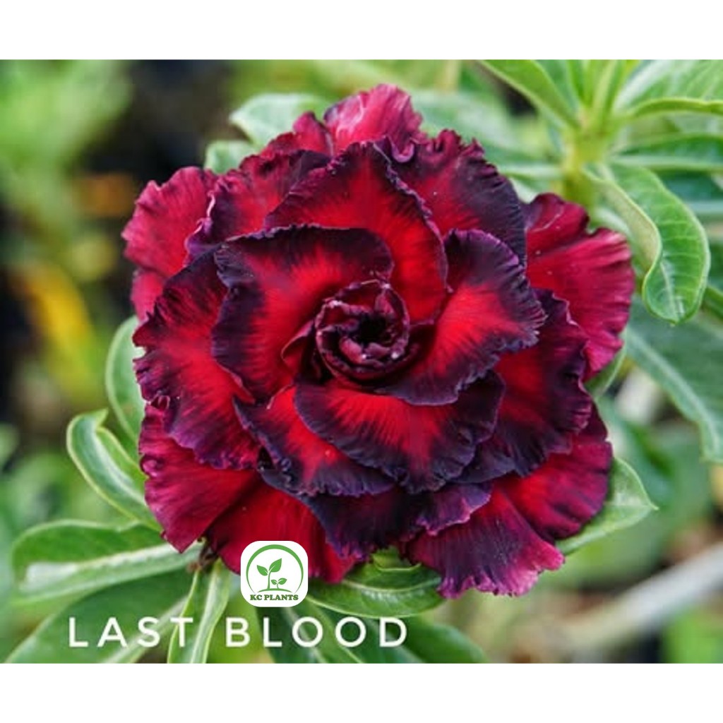 ต้นชวนชมดอกซ้อน ชวนชม ไม้มงคล ขนาดกระถาง 6 นิ้ว #LAST BLOOD