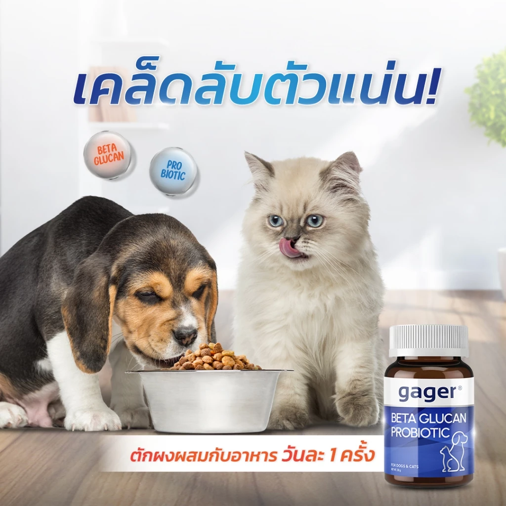 Gager (กาเจอร์) วิตามินหมา วิตามินแมว ผงเบต้ากลูแคน+โปรไบโอติค2in1 เสริมสร้างภูมิคุ้มกัน กลิ่นไก่ผสมตับ  (มีตัวเลือก) thumbnail 8