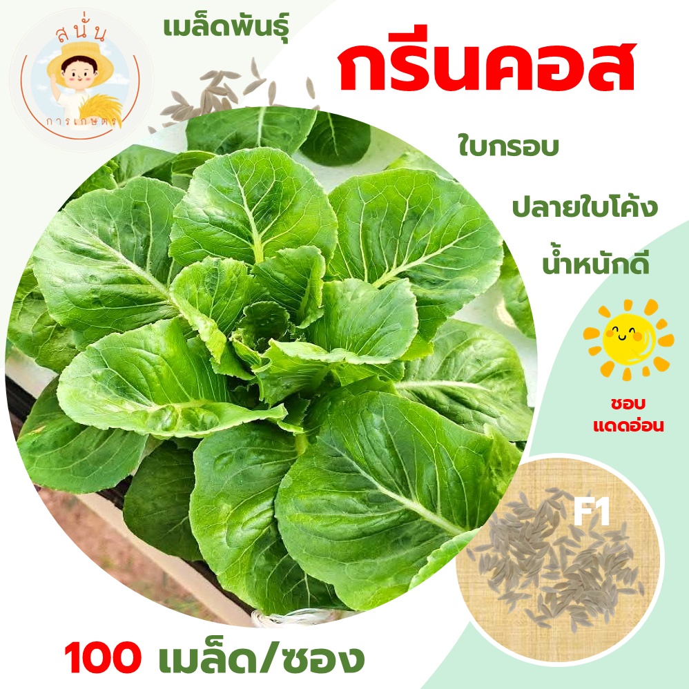 กรีนคอส (Green Cos Seeds) เมล็ดพันธุ์ ผักสลัด กรีนคอส คอส ที ขนาด 100 เมล็ด