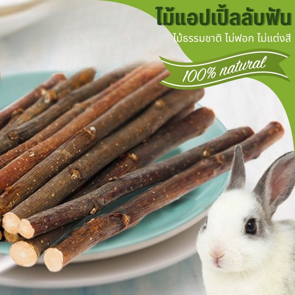 🌟ไม้แอปเปิ้ล🌟 Apple branch ไม้ลับฟัน สำหรับกระต่าย,ชูการ์,แฮมเตอร์,แพรี่ด็อก,ชินชิล่า และสัตว์ฟันแทะทุกชนิด