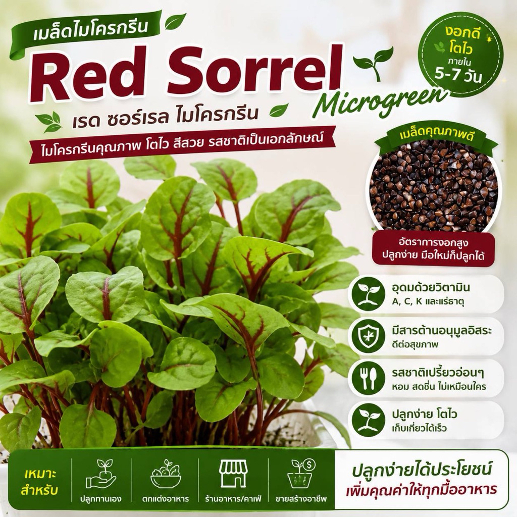 Red sorrel ซอเรลเส้นใบแดง 50-100 เมล็ด ไมโครกรีน