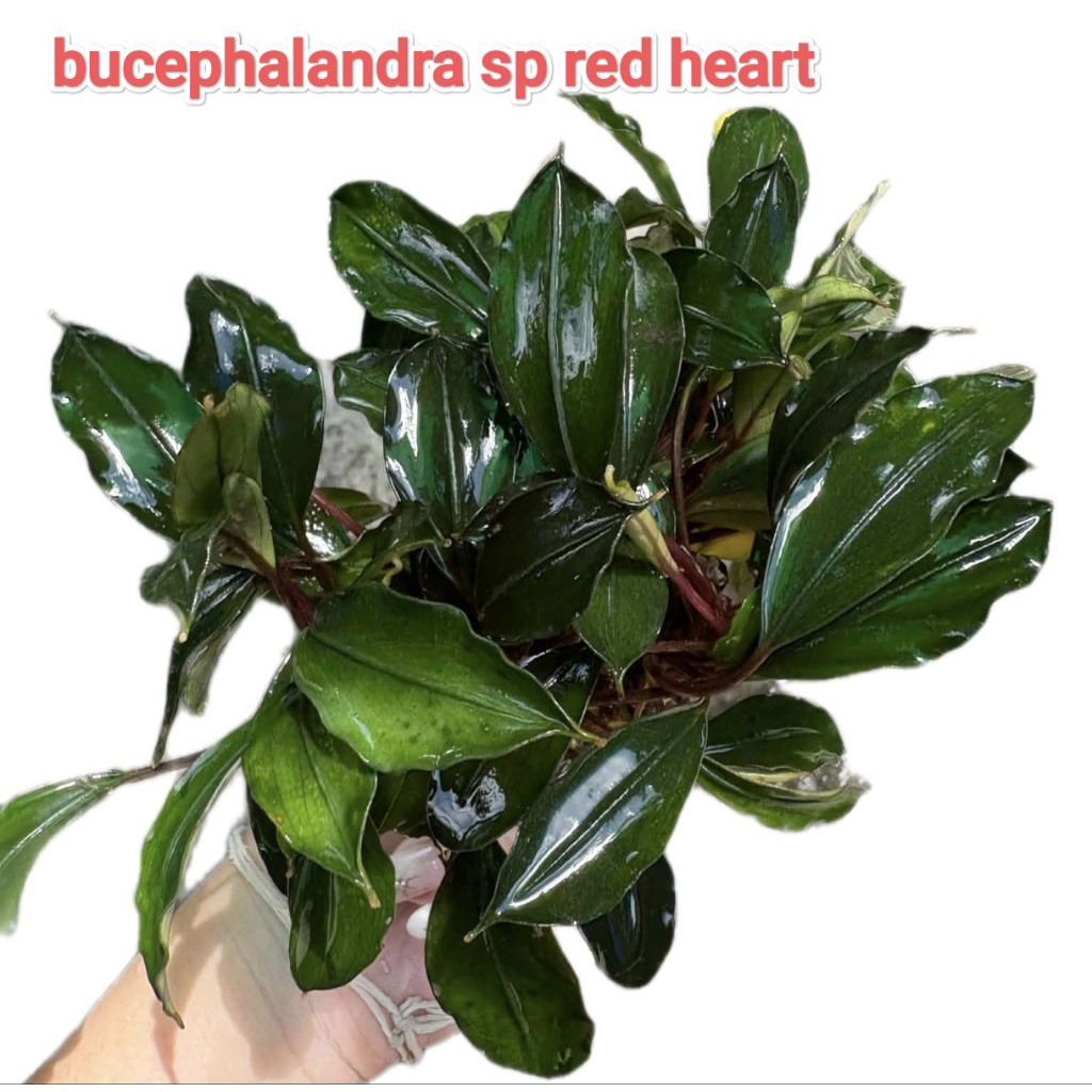 ต้นไม้น้ำ บูเซฟ เรด ฮาต bucephalandra sp red heart