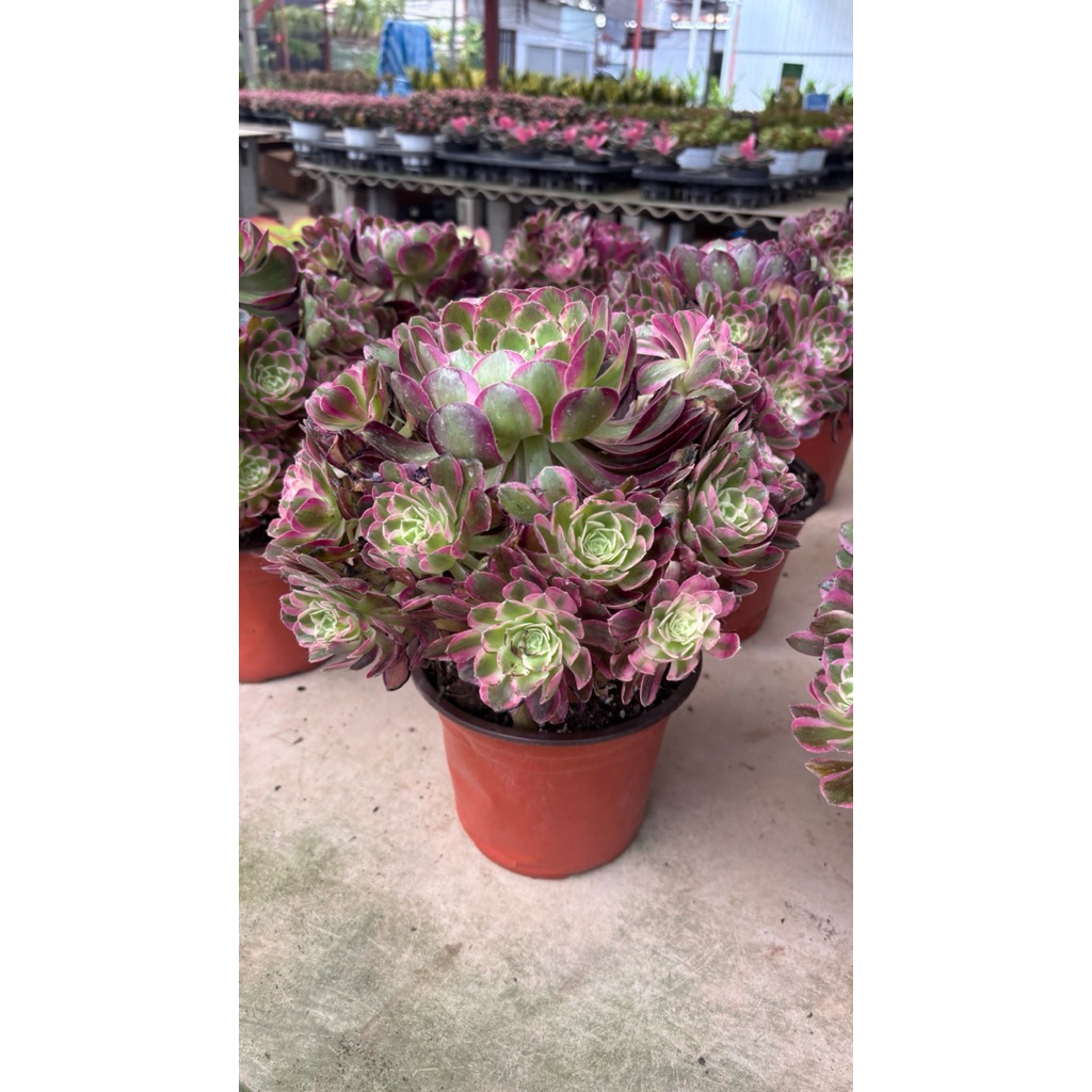 รอบ16/5/26จำกัดจำนวนอิออนเนียม ไม้อวบน้ำ กระถาง4_5นิ้ว หายากไม้สะสมสีสวยฟร์อมสวย