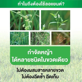 ลอแยนต์ ขนาด 800 ซีซี ฟลอร์ไพรอซิเฟน-เบน สารใหม่ กำจัดหญ้าใบแคบ ใบกว้าง กก หญ้าข้าวนก หญ้าแดง ผักปอด หนวดปลาดุก ข้าวไม่แ