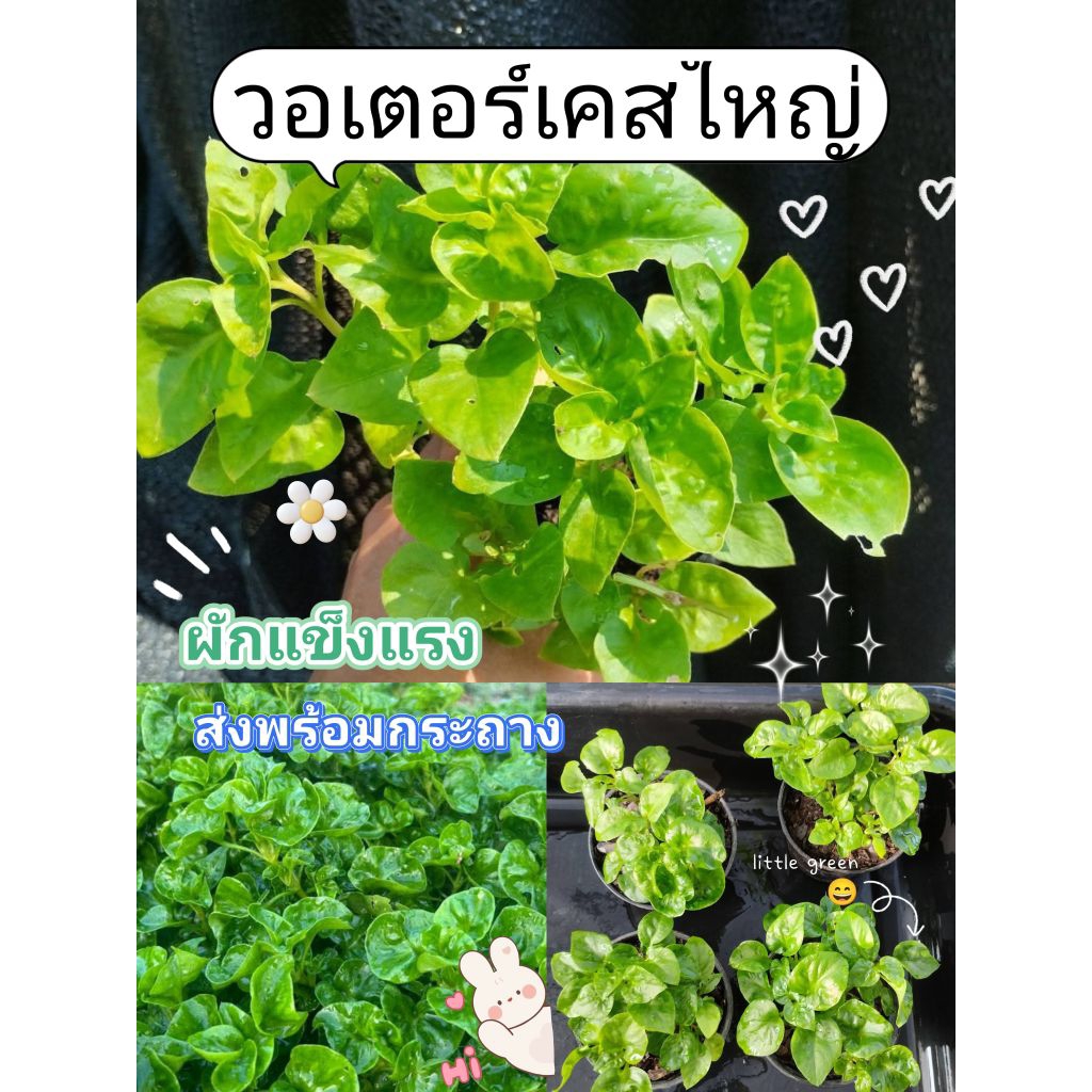 ต้นวอเตอร์เครสใหญ่  ผักเป็ดญี่ปุ่น พร้อมปลูกในกระถาง 3 นิ้ว✨❤️