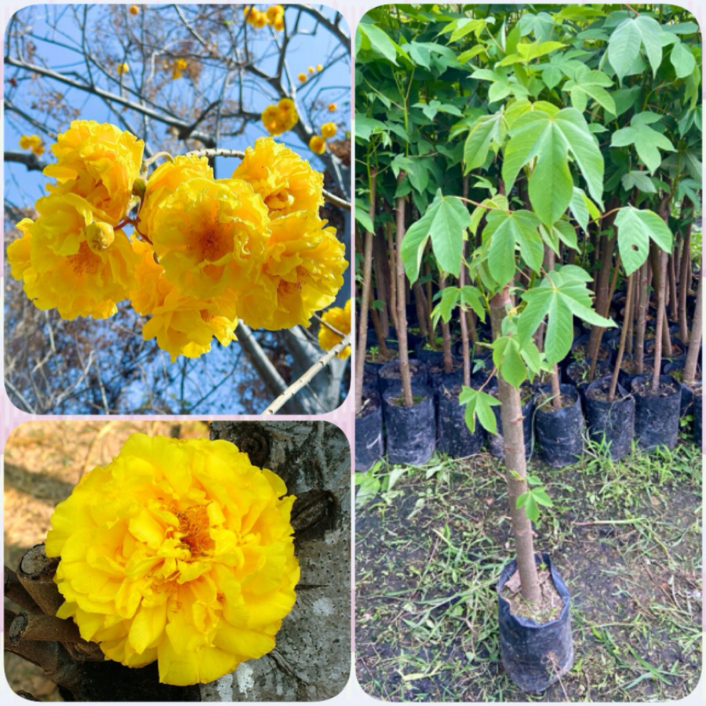 ต้นสุพรรณิการ์ ปักชำ( สูง 60-80cm) ดอกซ้อนใหญ่สีเหลืองอร่าม ดอกดก รากแน่น พร้อมปลูก