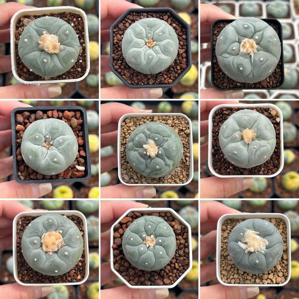 Lophophora Fricii : โลโฟ ฟริซิไอ แคคตัส กระบองเพชร (3)