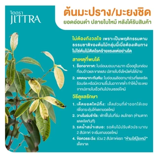 จิตตรา ต้นพันธุ์มะยงชิดทูลเกล้า มะปรางลำยงค์ เสียบยอดสูง 50-70 ซม. โตไว ให้ผลเร็ว พร้อมส่ง เคลมฟรี