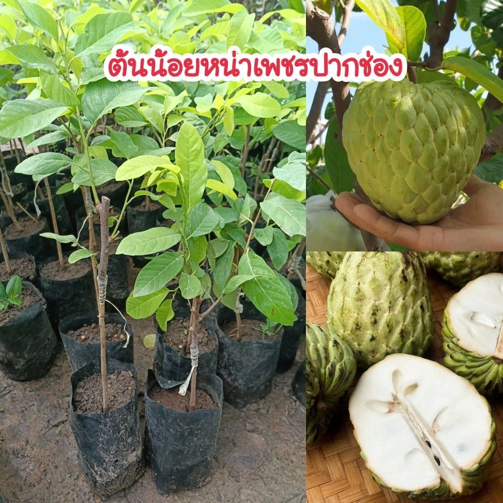 ต้นน้อยหน่าเพชรปากช่อง (เสียบยอด) พันธุ์แท้ปลูกง่าย สามารถปลูกได้ทุกพื้นที่