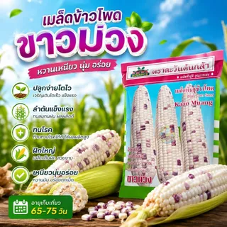 เมล็ดข้าวโพดขาวม่วง Waxy Corn Seed ตราตะวันต้นกล้า ขนาด500กรัม เมล็ดพันธุ์ข้าวโพด เมล็ดข้าวโพด