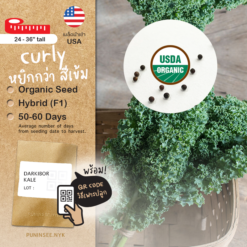 NEW LOT 🇺🇸 เข้าใหม่ Curly Kale (Organic Seed) สายพันธุ์ดี เคลใบหยิก ผักเคล คะน้าเคล จากสหรัฐอเมริกา