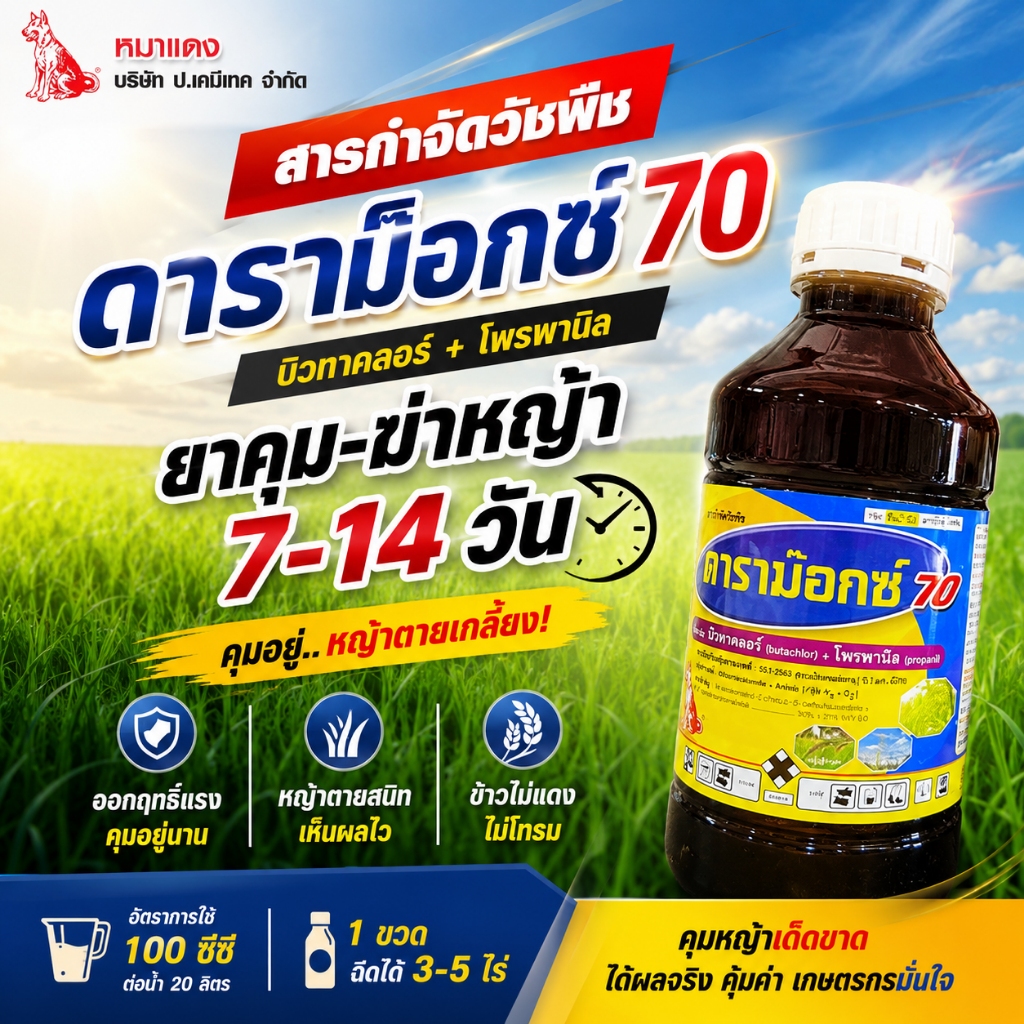 ดาราม๊อกซ์ 70 🔥 ( ฉลากใหม่ )(1 ลิตร ) บิวทาคลอร์ + โพรพานิล คุม-ฆ่า ข้าว 7-14 วัน ตราหมาแดง