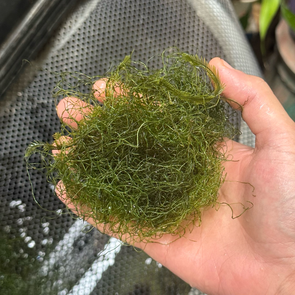 สาหร่ายคีโต สำหรับบำบัดน้ำทะเล
