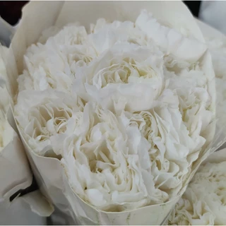 สินค้าพร้อมจัดส่ง ดอกคาร์เนชัน Carnation คัดเกรดพรีเมียม สดใหม่[ส่งทันทีในวัน⚡]