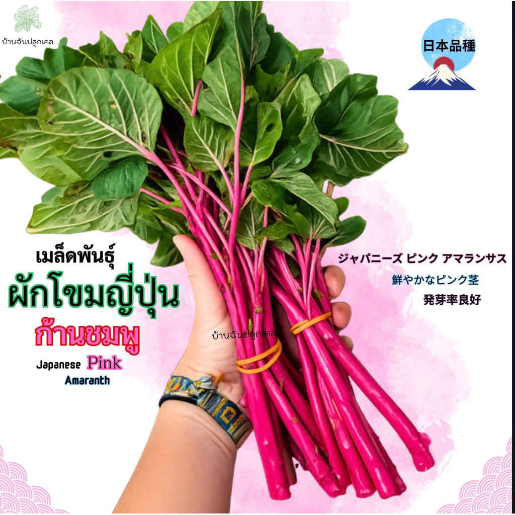 เมล็ดพันธุ์ผักโขมญี่ปุ่น ก้านชมพู Japanese Pink Amaranth เมล็ดพันธุ์แท้นำเข้า อัตราการงอกสูง ปลูกง่าย สีสวย