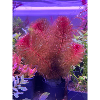 [Min] Myriophyllum Red ขนนกแดง แดงง่าย เลี้ยงบ่อใช้แสงธรรมชาติได้ ใช้ไฟไม้น้ำสีจะแดงสดมากๆ ไม้น้ำnoco2ได้ 5ต้นต่อชุด