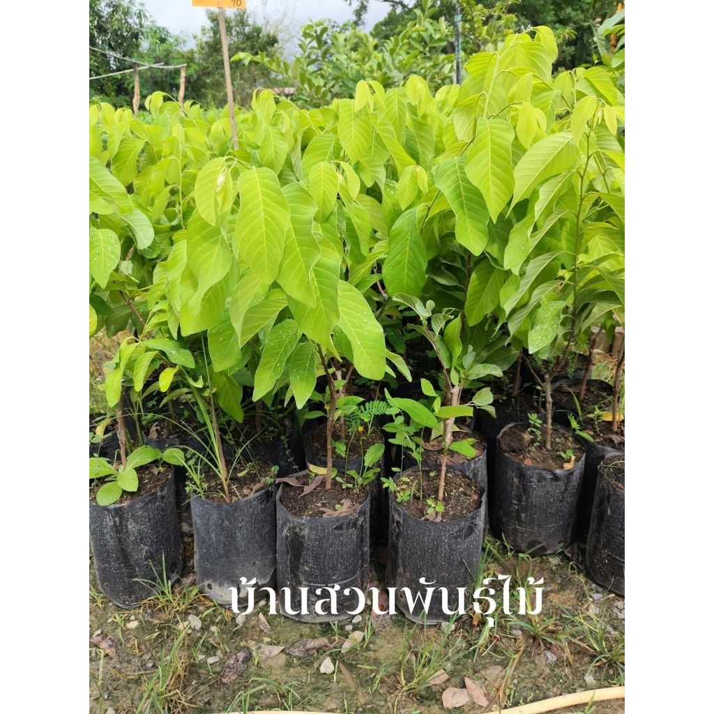 ต้นน้อยหน่า พันธุ์เพชรปากช่อง ต้นเสียบยอด สูง 60-80 ซม.