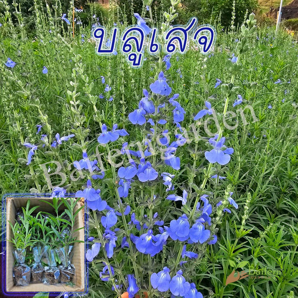 ต้นกล้าดอกบลูเสจ (Azure blue sage) ดอกไม้กินได้ พร้อมปลูก ต้นแข็งแรงรากแน่นๆ
