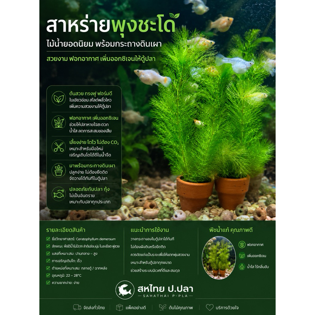 สาหร่ายพุงชะโดพร้อมกระถาง ฟอกอากาศ ช่วยเพิ่มออกซิเจน(ราคาต่อกระถาง)(7กระถางแถม1 กระถาง)