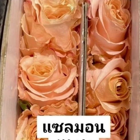 ส่งด่วน ดอกกุหลาบสดโทนสีส้มขายยกกำ