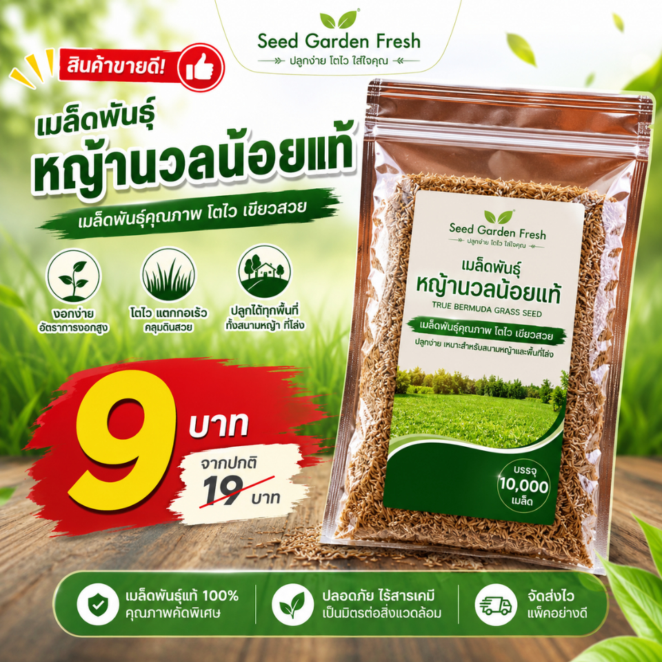 เมล็ดพันธุ์หญ้านวลน้อยแท้ บรรจุ 10,000 เมล็ด/ซอง