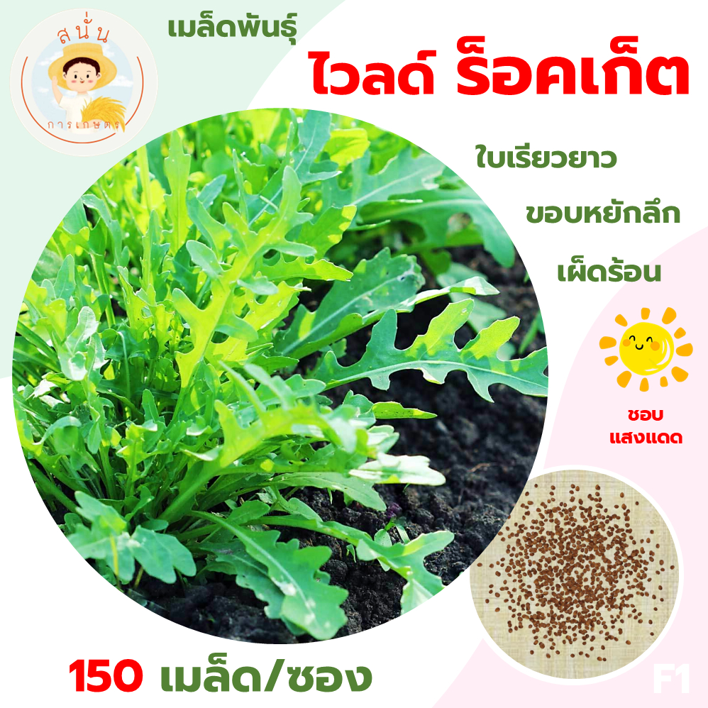 ไวลด์ ร็อคเก็ต (Wild Rocket Seeds) เมล็ดพันธุ์ ผักสลัด ไวลด์ ร็อคเก็ต กราเซียร์ ขนาด 150 เมล็ด