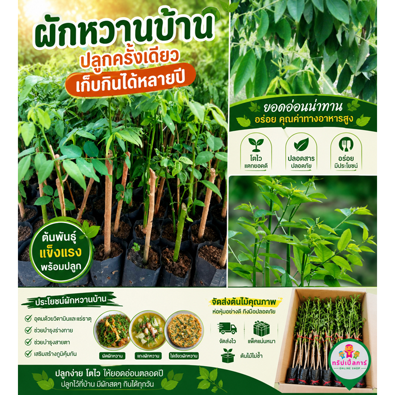 ต้นพันธุ์ผักหวานบ้าน  (Star gooseberry) ผักหวานต้านมะเร็ง  ต้นละ39 บาท