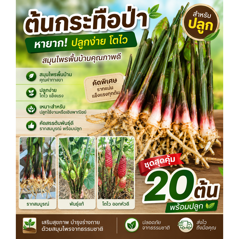 หน่อกระทือป่า พร้อมปลูก ชุด 20 ต้น แถมทุกออเดอร์