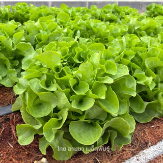 เมล็ดพันธุ์ผักสลัด กรีนโอ๊ค พันธุ์ฟิวชั่น (บิ๊กกรีน) ( ขนาด 0.5 กรัม ) ( เมล็ดเคลือบ ) รหัสสินค้า SSC 1008