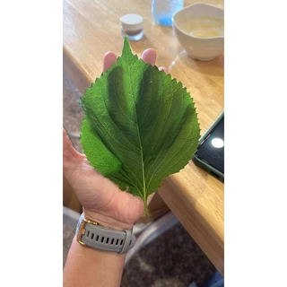 ใบงาเกาหลีสด 100 ใบ Korean Perilla Leaf ใบชิโสะโอบะขนาด XL