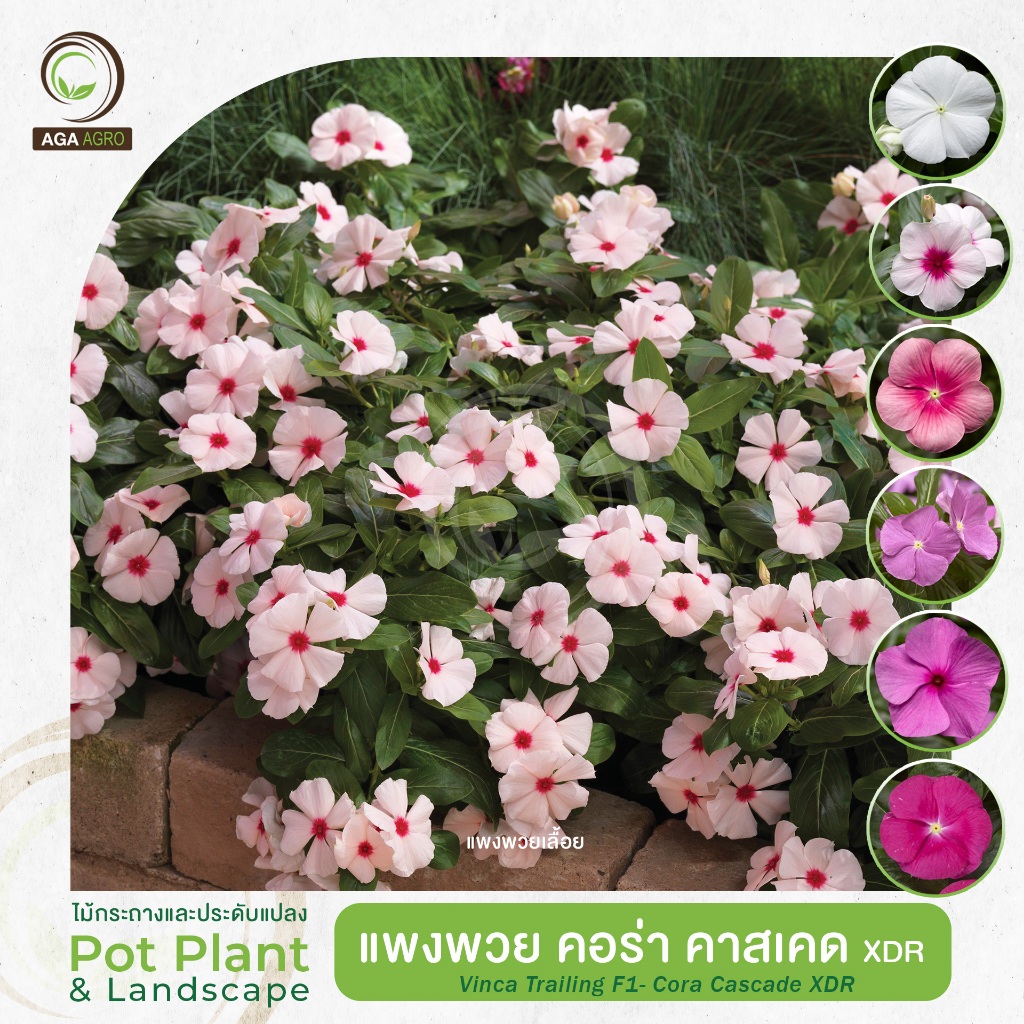 AGA AGRO I "แพงพวยเลื้อย คอร่า คาสเคด XDR" ปรับปรุงพันธุ์ให้ทนต่อโรค 50 เมล็ด- Vinca Trailing F1 Cor