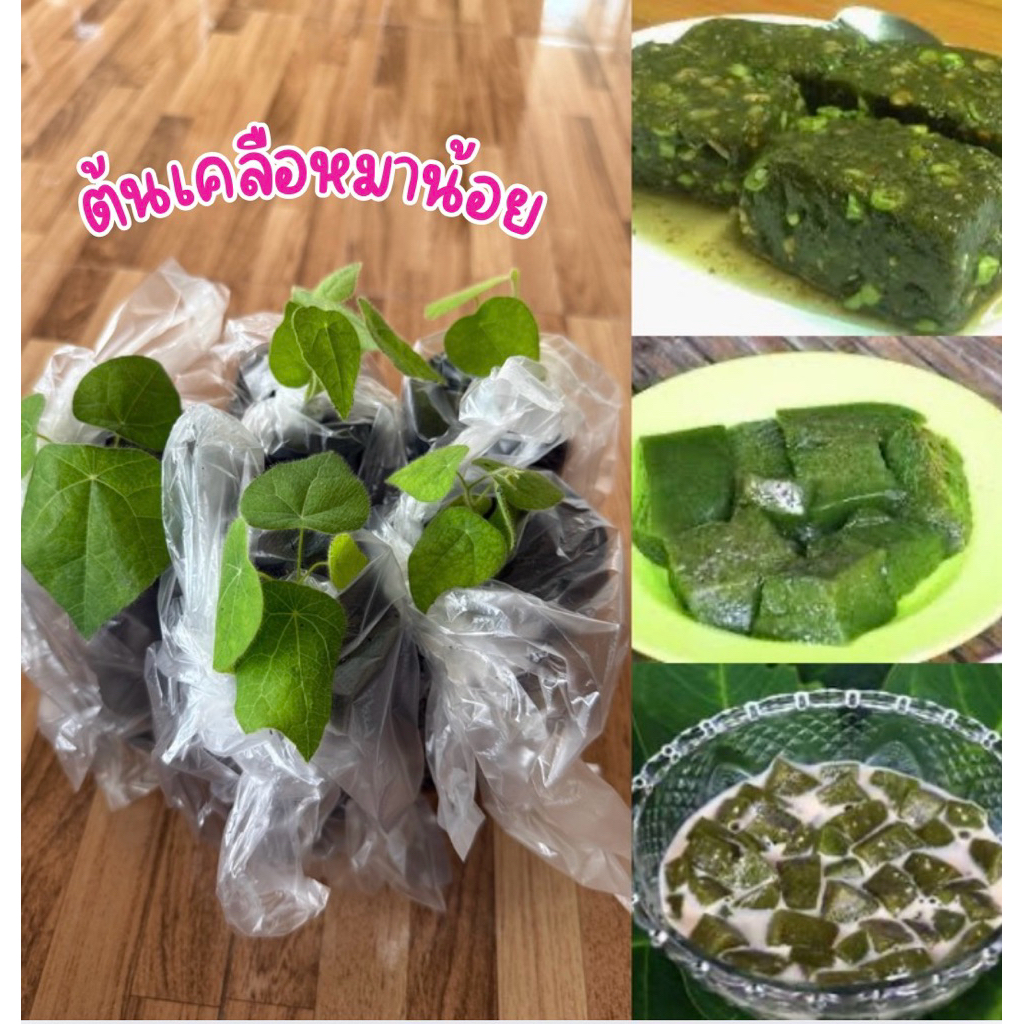 ต้นเคลือหมาน้อย ชุด4ต้น80บาท ต้นสวยพร้อมส่ง
