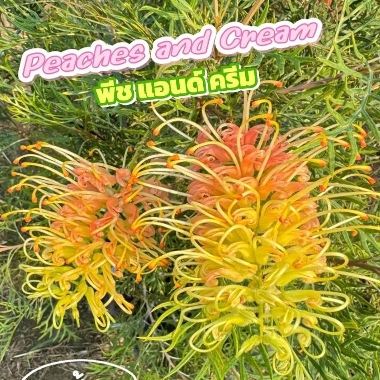 ต้นเกรวิลเลีย Peaches and Cream (กิ่งทาบ2ชั้น) ไม้ดอกชอบแดด ดอกสวยทน สวนป้าอร ปราจีนบุรี พร้อมปลูก แข็งแรง สูง 70-90 cm.