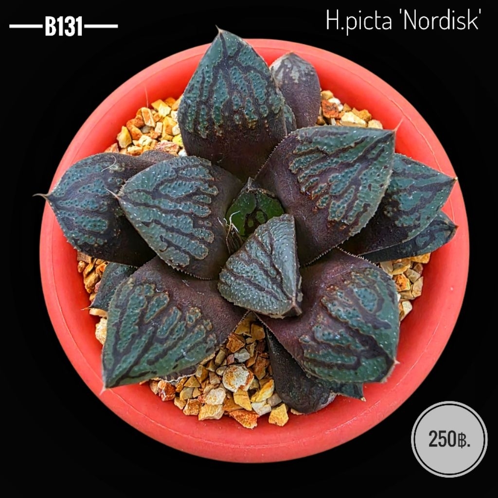 H.picta 'Nordisk'(B131)