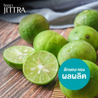 จิตตรา ต้นพันธุ์มะนาวแป้นพิจิตร เสียบยอดสูง 60-80 cm โตไว ให้ผลเร็ว พร้อมส่ง เคลมฟรี ผลดก