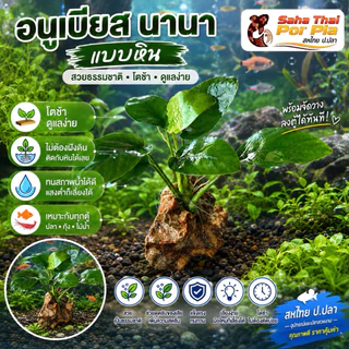 ไม้น้ำ อนูเบียส (Anubis’s) แบบขอน ยึดติดกับขอน มีขอนหิน และขอนไม้ ทนทาน เจิญเติบโตใต้น้ำได้ดี