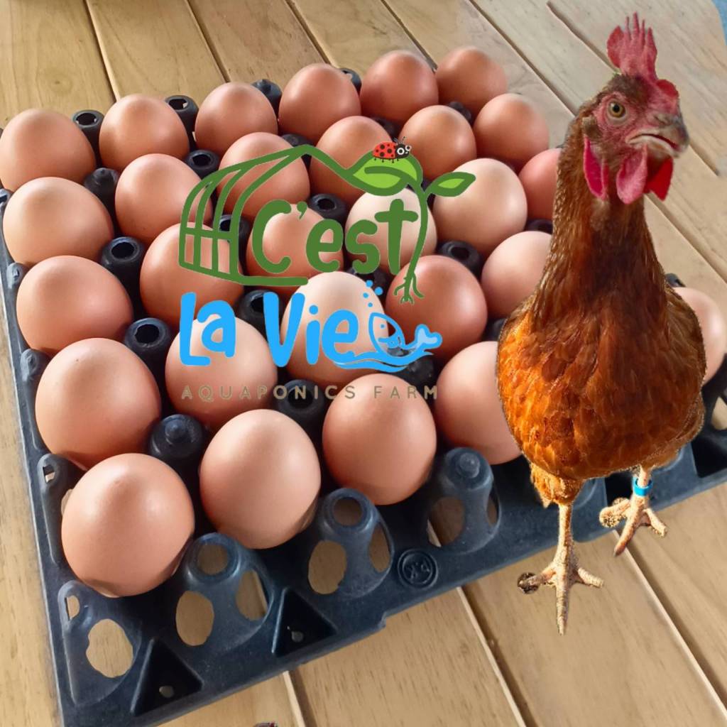 ไข่ไก่ปล่อยอิสระ Free Range Eggs ปลอดสาร สดใหม่จากฟาร์ม อร่อยไข่แดงมันนัว (30 ฟอง/30 eggs)คละไซส์