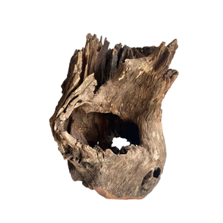 ตอไม้ ที่นอนชูก้า driftwood ตอไม้แต่งสวน