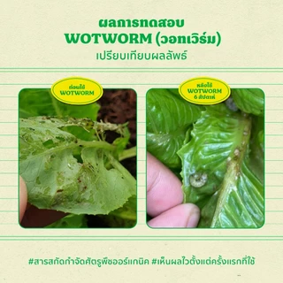 วอทเวิร์ม (Wotworm) 500 ml สารสกัดควบคุมหนอนผีเสื้อ หนอนใยผัก หนอนกระทู้ หนอนคืบ หนอนกินใบกุหลาบ เวิร์มเทค เอสวี SV