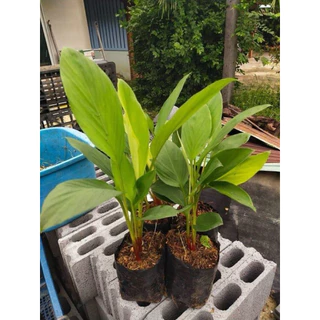 🌿 ต้นกล้ากระชายขาวสด ปลูกง่าย โตไว 🌿 10 แถม 1
