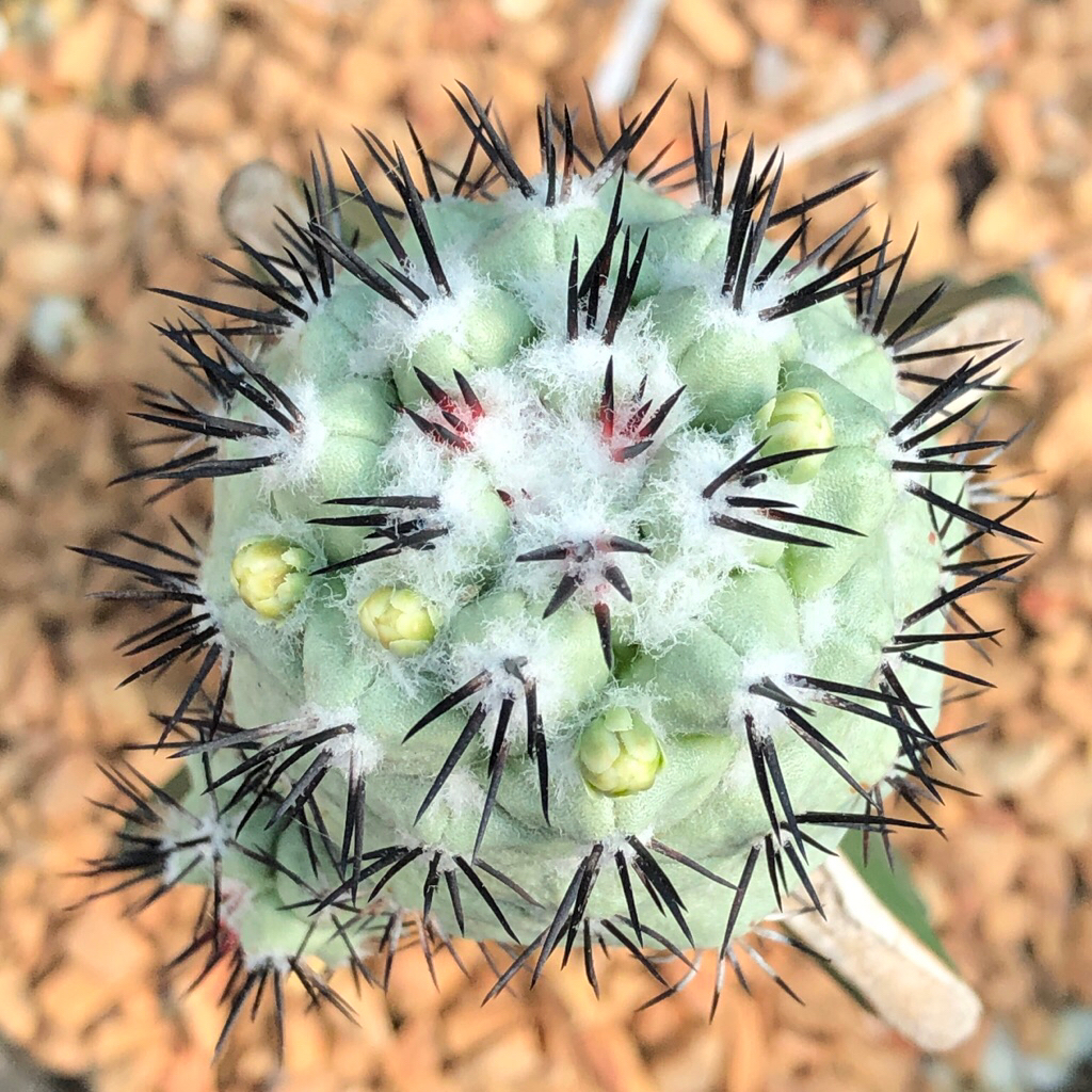 🌵แคคตัส ออเตโก Ortegocactus macdougallii cactus ไม้กราฟ จำนวน 1 ต้น