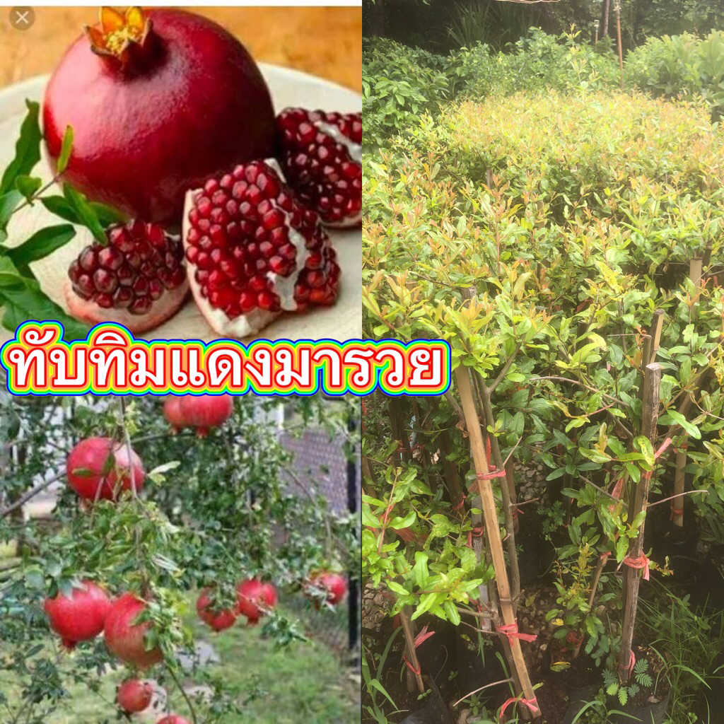 ต้นทับทิมแดงมารวย เป็นไม้มงคลสายพันธุ์อินเดียที่ได้รับความนิยมอย่างมาก โดดเด่นเรื่องผลดกขนาดใหญ่ สีแดง
