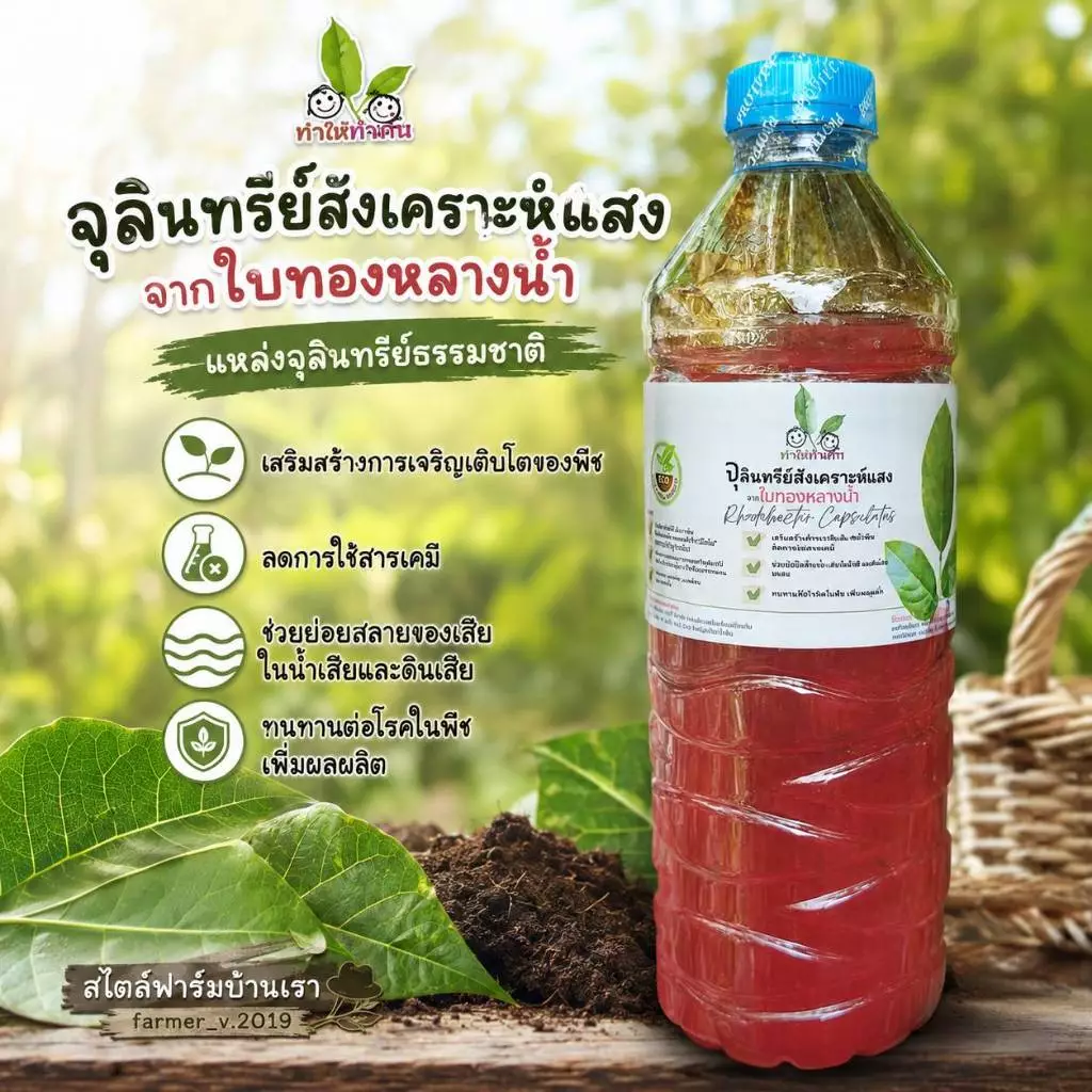 ฟาร์มบ้านเรา จุลินทรีย์สังเคราะห์แสงจากใบทองหลางน้ำ Rhodobactor Capsulatus ปลอดภัย จุลินทรีย์เลี้ยงไข่ผำ บำรุงเคลได้ดี