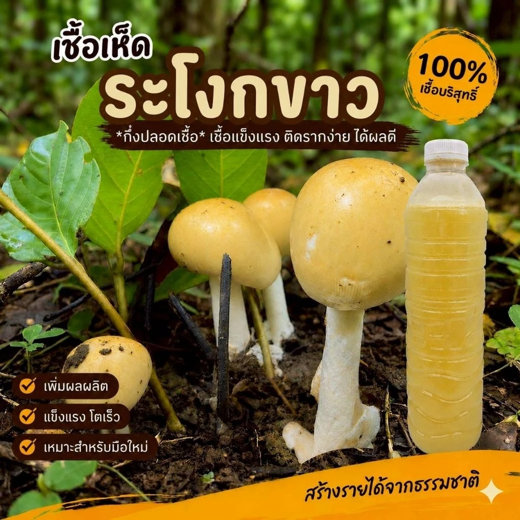 น้ำเชื้อเห็ดระโงกขาวดอกใหญ่ 600 มล. | เส้นใยบริสุทธิ์ สูตรเฉพาะ | เพิ่มโอกาสเกิด | พร้อมส่งด่วน