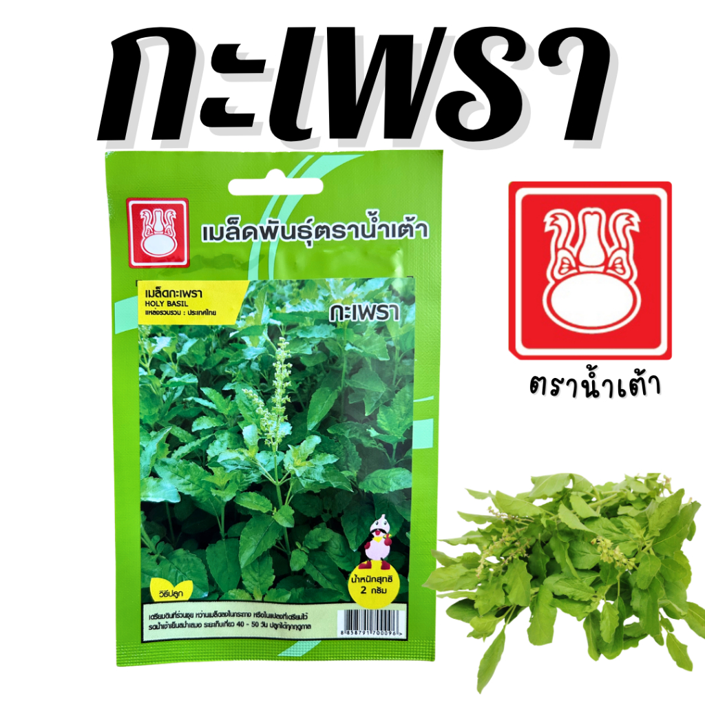เมล็ดพันธุ์กะเพรา (ตราน้ำเต้า) เมล็ดกะเพรา คุณภาพดี อัตราการงอกสูง งอกเร็ว ปลูกง่าย ปลูกได้ทุกฤดู