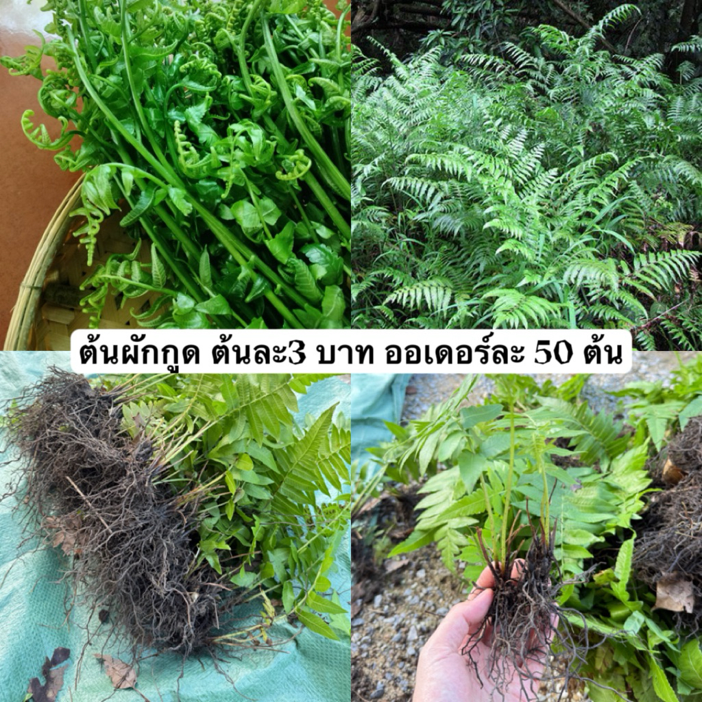ต้นผักกูด ต้นละ 5บาท ออเดอร์ละ 10 ต้น