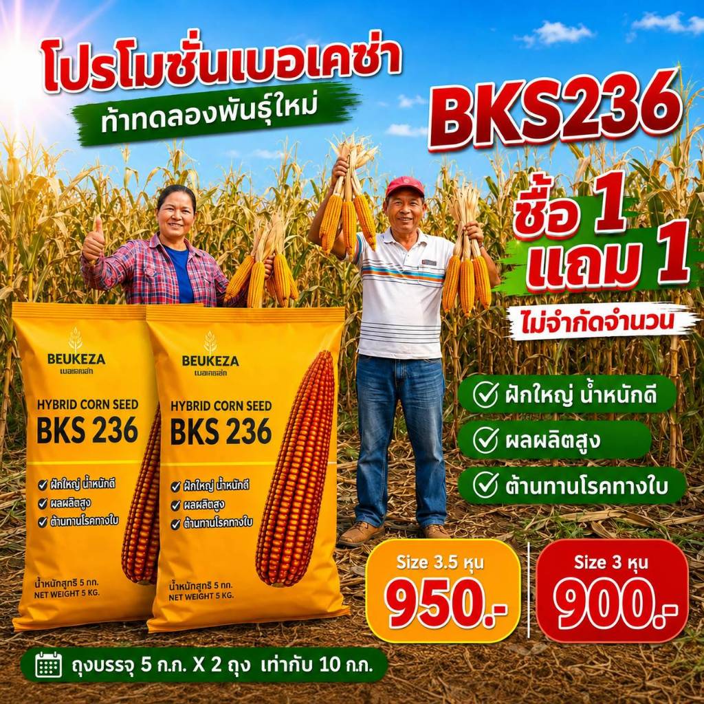 ซื้อ 1 แถม 1 เมล็ดพันธุ์ข้าวโพด BKS236 จำนวน  2 ถุง * 5 กก. รวม 10 กก.