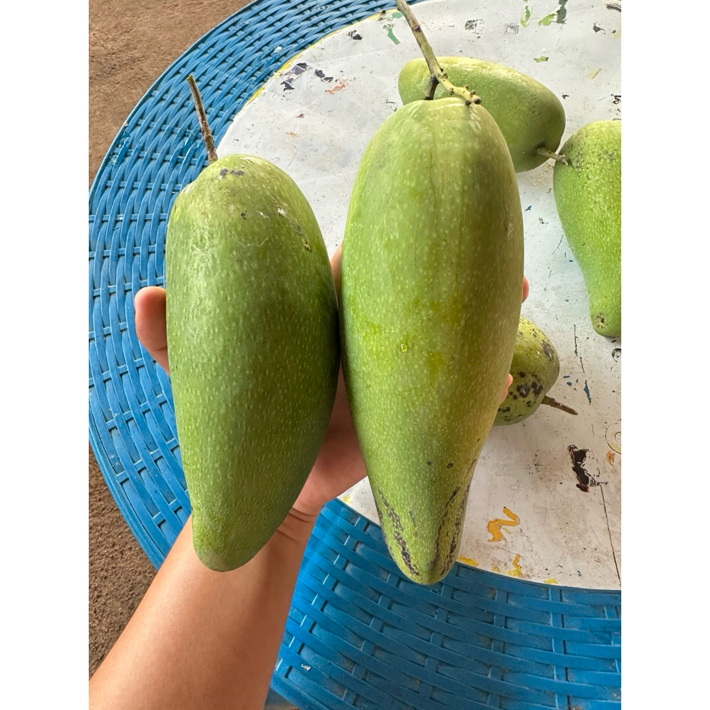 มะม่วงมันขุนศรี 3กิโลกรัม🥭หวาน มันกรอบ  ✔️หอมมากๆ  อร่อย