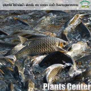 Plants Center EM หัวเชื้ออีเอ็มธรรมชาติ ดับกลิ่นท่อ ส้วม กลิ่นเหม็น ใช้ย่อยสลาย หมักปุ๋ย บำบัดน้ำขนาด 1L ตรากอบัว