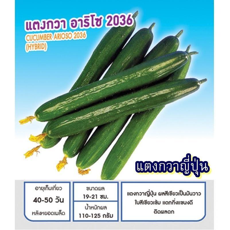 12 เมล็ด เมล็ดแตงกวาญี่ปุ่น อาริโซ2036 (อัตรางอก 85% ปลูกง่าย รสชาติหวานกรอบ อร่อยมาก ผลสีเขียวเป็นมันวาว ใบสีเขียวเข้ม)